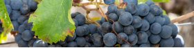 Amarone Rødvine